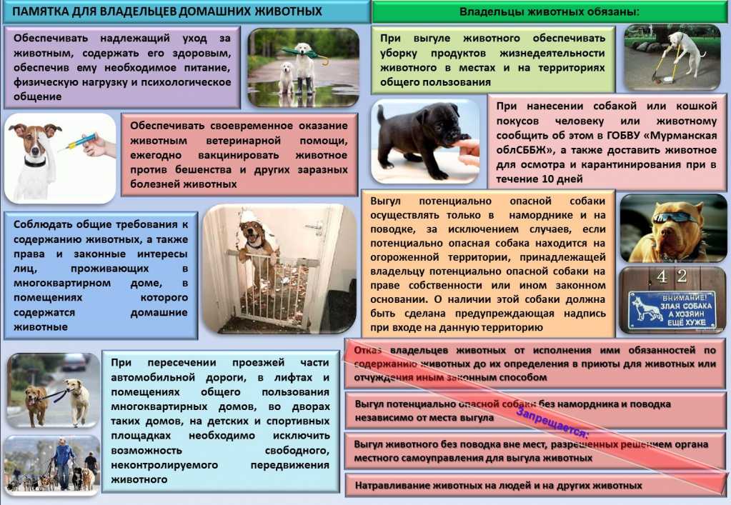 Пожилая собака: правила ухода за стареющим питомцем wikipet.ru