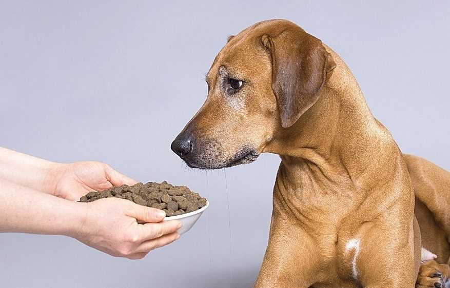 Собака отказывается есть сухой корм: что делать