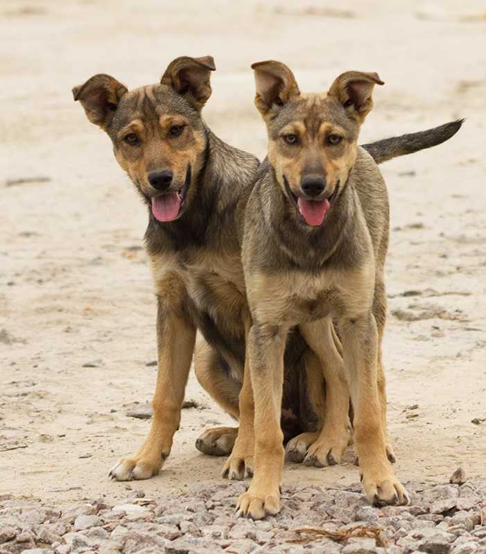 5 вариантов, как узнать породу собаки и щенка по внешнему виду