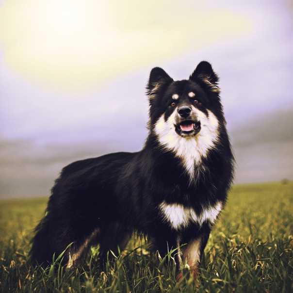 Финский лаппхунд - описание породы и характер собаки
