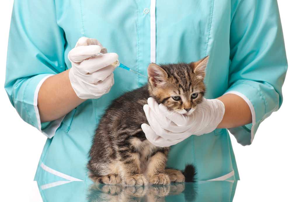 Вакцинация (прививки) кошкам: график по возрасту. какие прививки нужны кошке? | нпк "скифф"