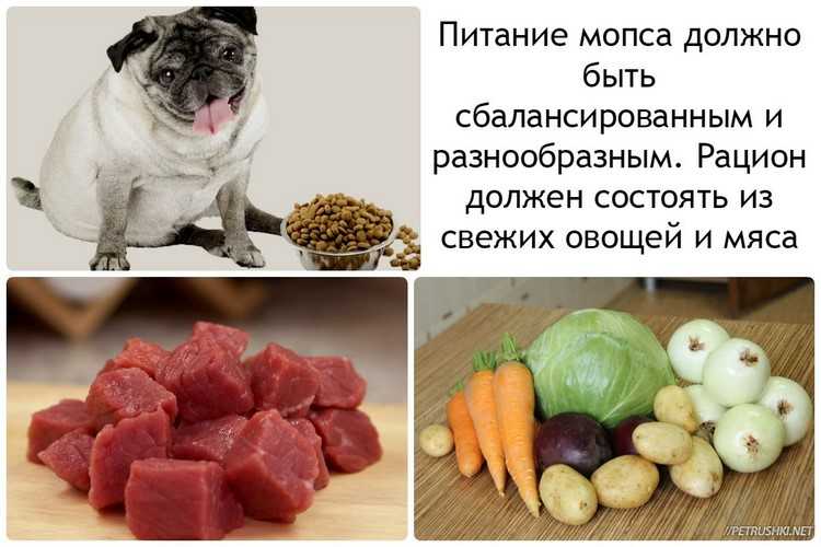 Чем кормить шпица померанского: отзывы владельцев о питании питомца и какой выбрать лучший корм для щенка в 2 и 3 месяца