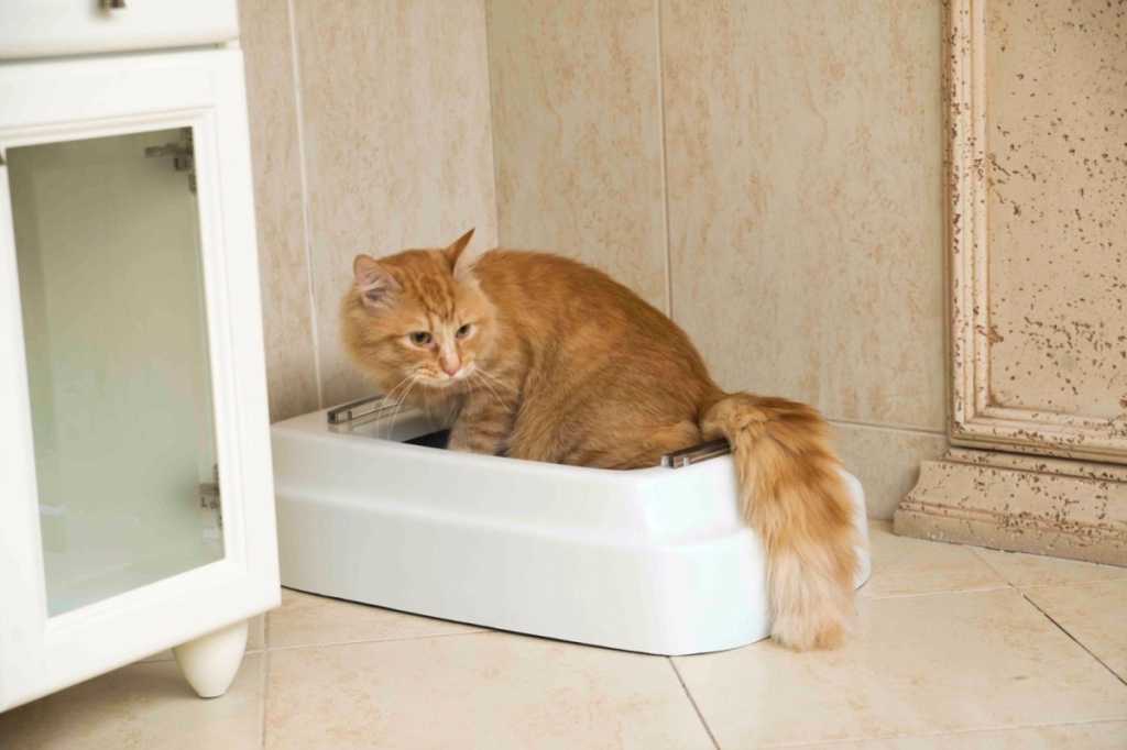 Котенок не ходит в туалет по большому – причины и что делать