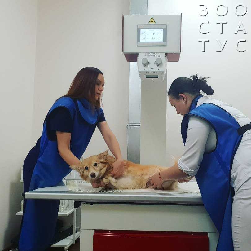 Физиотерапия собак - canine physical therapy - abcdef.wiki