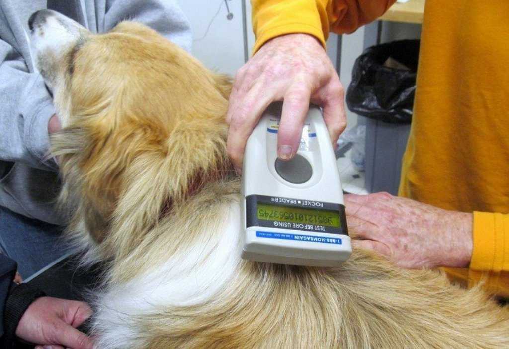 Правильная установка и проверка чипа для собаки