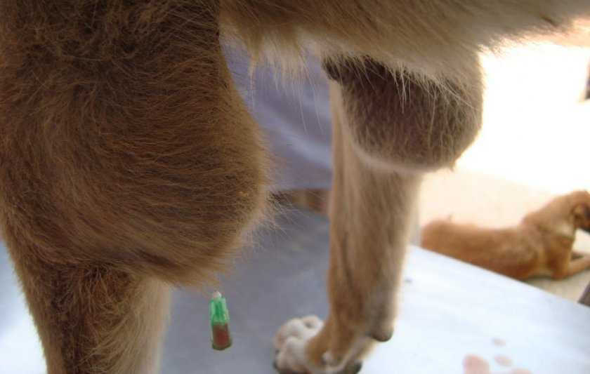Болезни суставов у собак - симптомы и лечение в москве. ветеринарная клиника "зоостатус"