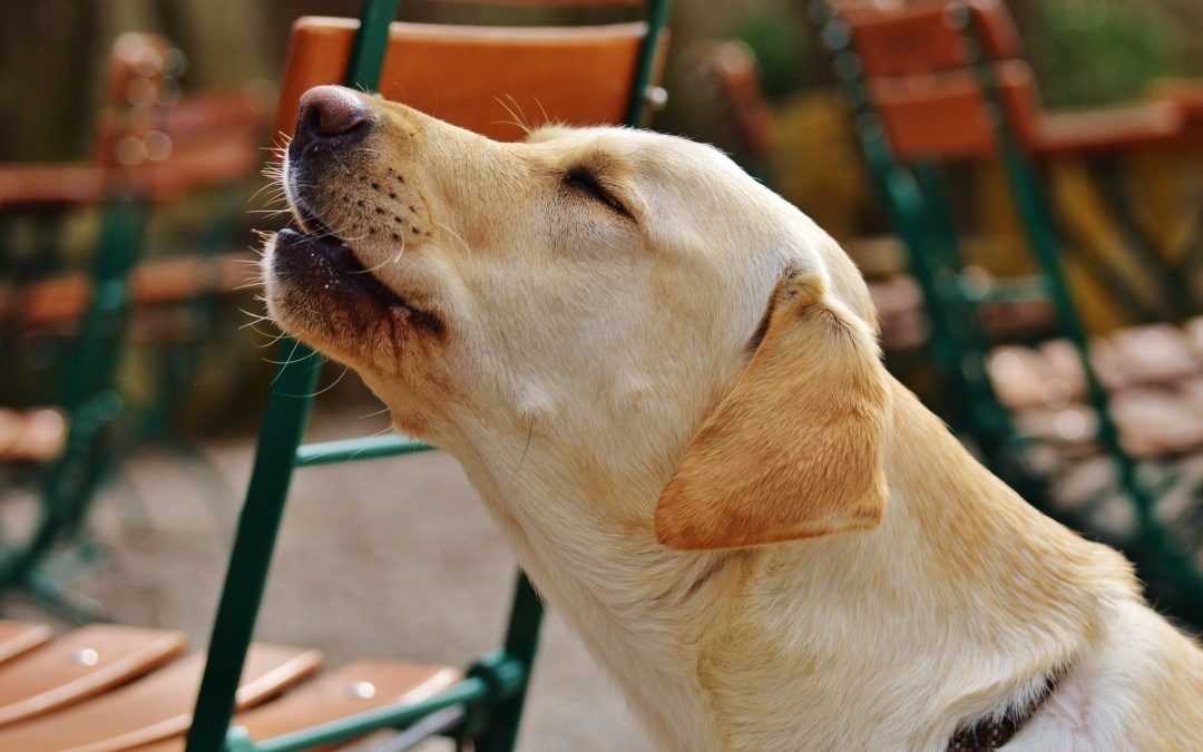 Как отучить собаку подбирать еду на улице: эффективные методы