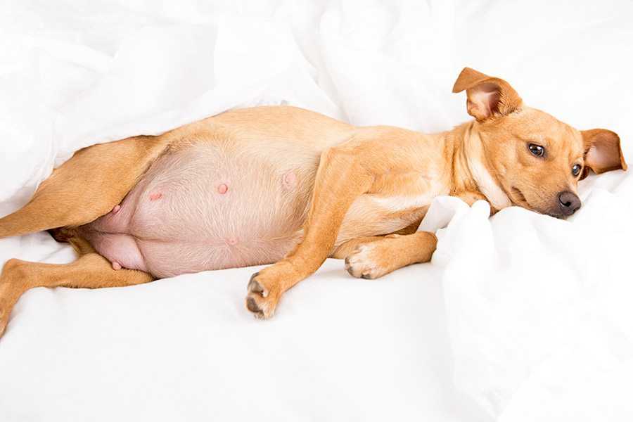 Беременность у собак - признаки, продолжительность беременности у собак.  ветеринарная клиника "зоостатус"