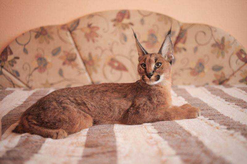Кошки, похожие на рысь (41 фото): описание пород домашних котов. содержание котят с кисточками на ушах