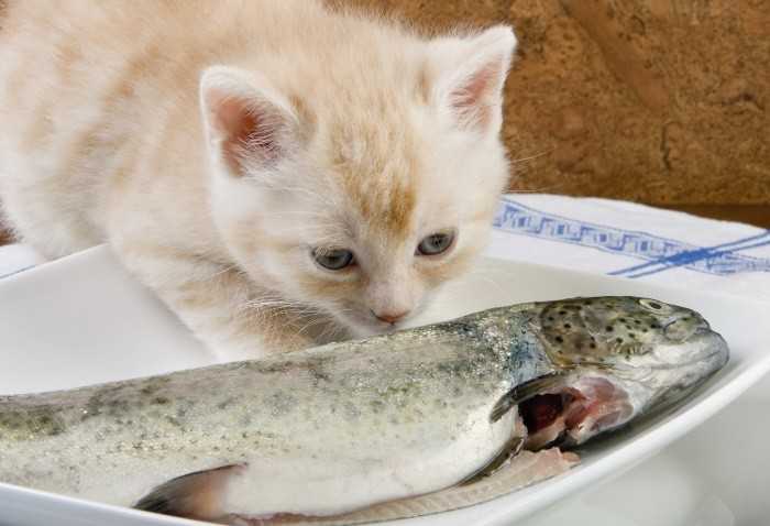 Рыба в рационе кошки: какая, как готовить и сколько давать?