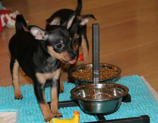 Кормление собаки натуральной пищей: рацион и таблица кормления