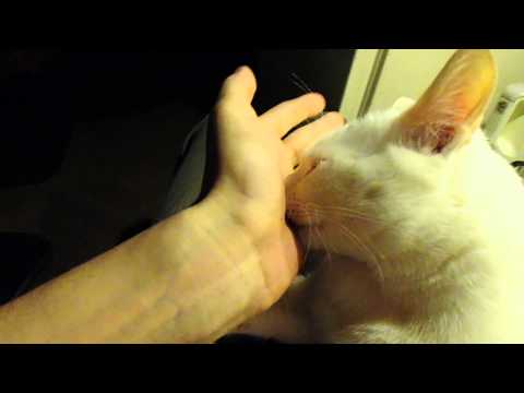 Причины, почему кошка лижет руки человека