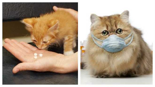 Почему кошка часто чихает: что делать и чем лечить?