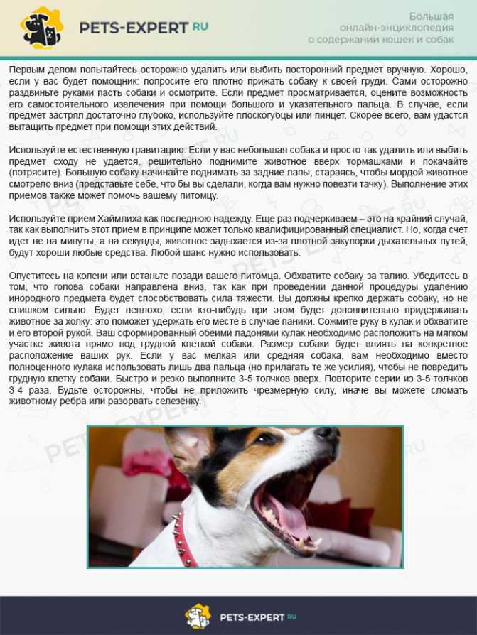 Болезнь лайма (боррелиоз) у собак: симптомы, диагностика, лечение и профилактика болезни
болезнь лайма (боррелиоз) у собак: симптомы, диагностика, лечение и профилактика болезни