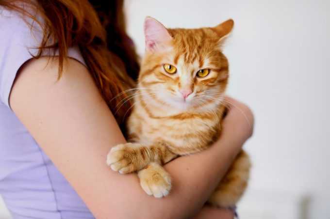 Приметы о рыжих котах: талисман и защитник дома