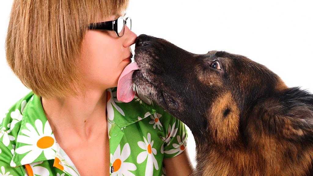 Почему собаки лижут пол и другие поверхности: возможные причины и что делать