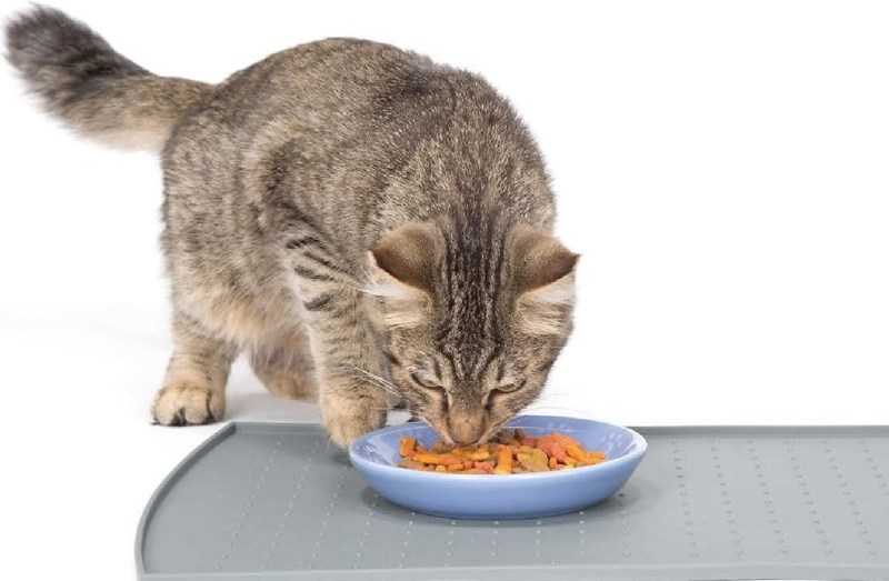 Главные правила кормления кошек, котов и котят