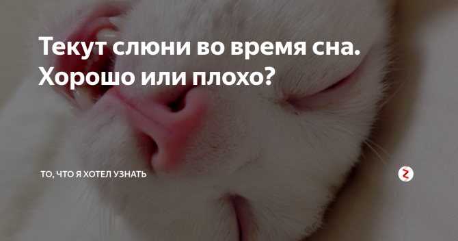 Почему у кота текут слюни изо рта: причины и лечение в клинике зоостатус