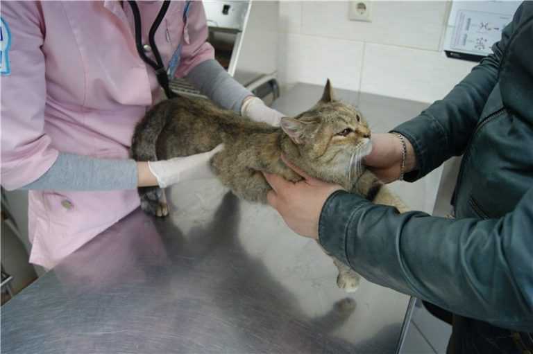 Является ли это проблемой Возможно, пора узнать все про лечение запора у кошки в домашних условиях Чаще всего, рано начать переживать