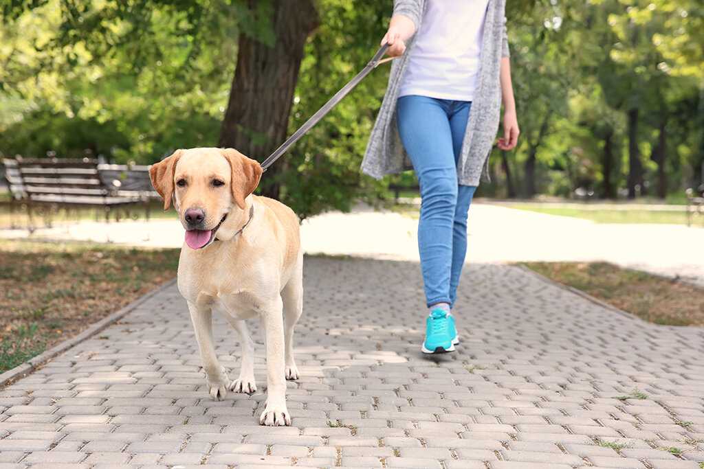 Можно ли с собакой гулять после первой прививки? - отвечает  ветврач