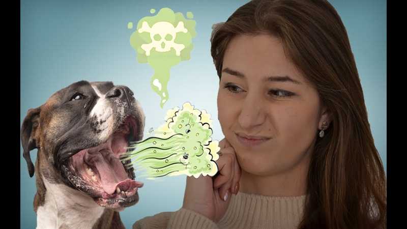 Как убрать запах изо рта у собаки: причины и лечение