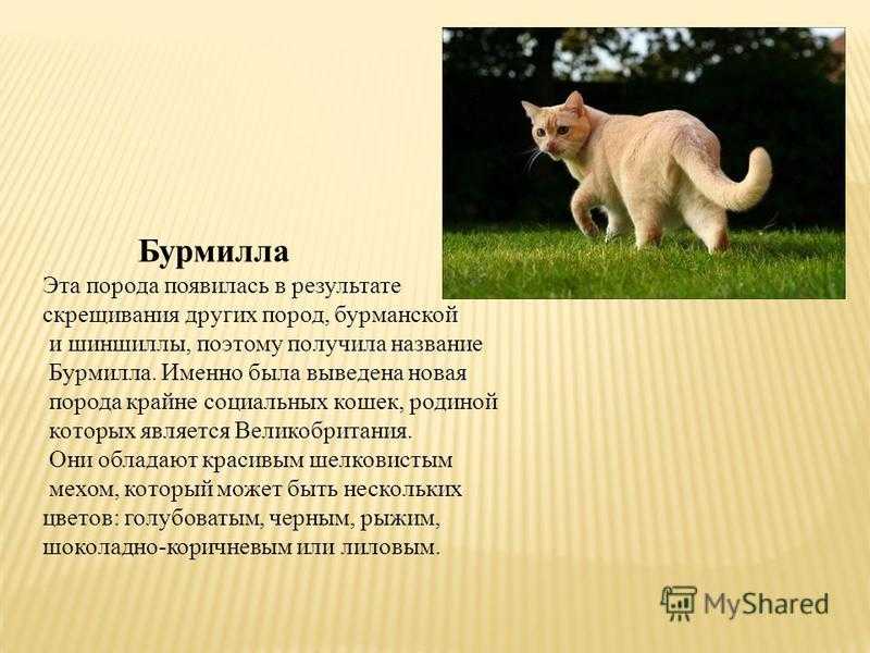 Оттерхаунд (выдровая гончая) — фото, описание породы собак, характера, особенностей