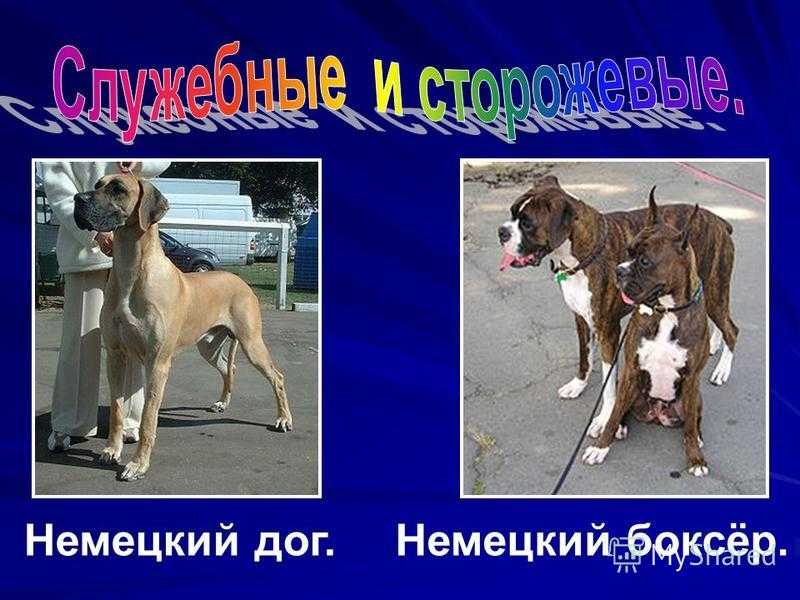 Описание породы собак немецкий дог с отзывами владельцев и фото