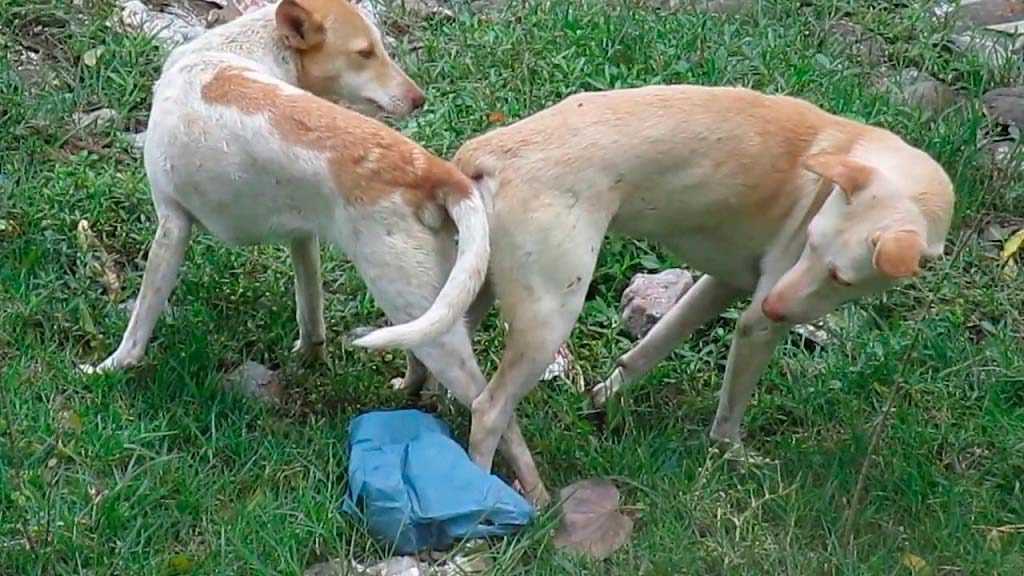 Болит ли живот у собак во время течки: признаки болезненной течки, как помочь питомцу