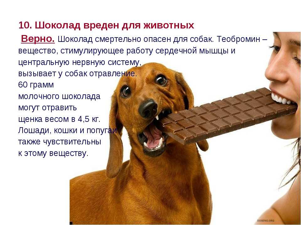 А вы знали, что существует специальный шоколад для собак?