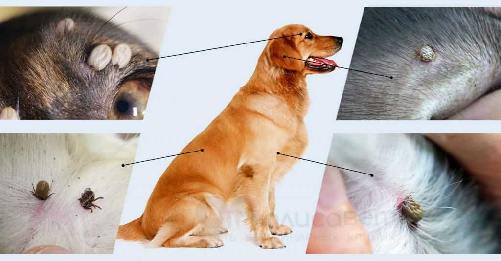 Как удалить клеща у собаки в домашних условиях - ветеринарная клиника zoohelp