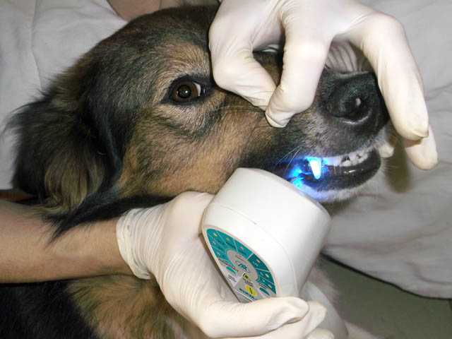 Физиотерапия для собак: что это такое, виды