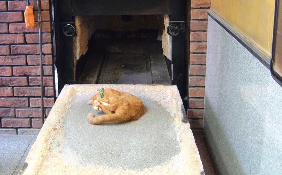 Душа кошки после кремации куда уходит, помнит ли она своего хозяина?