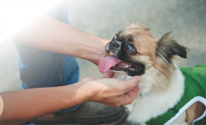 Анафилактический шок у собак - причины, признаки аллергической реакции у собак в москве.  ветеринарная клиника "зоостатус"