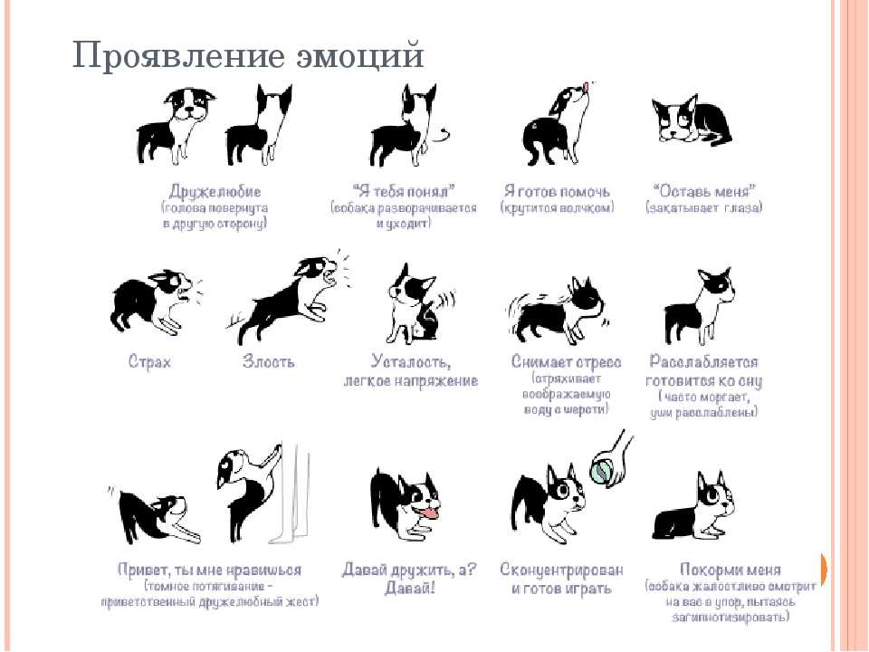 Что такое вестибулярный синдром у собак?