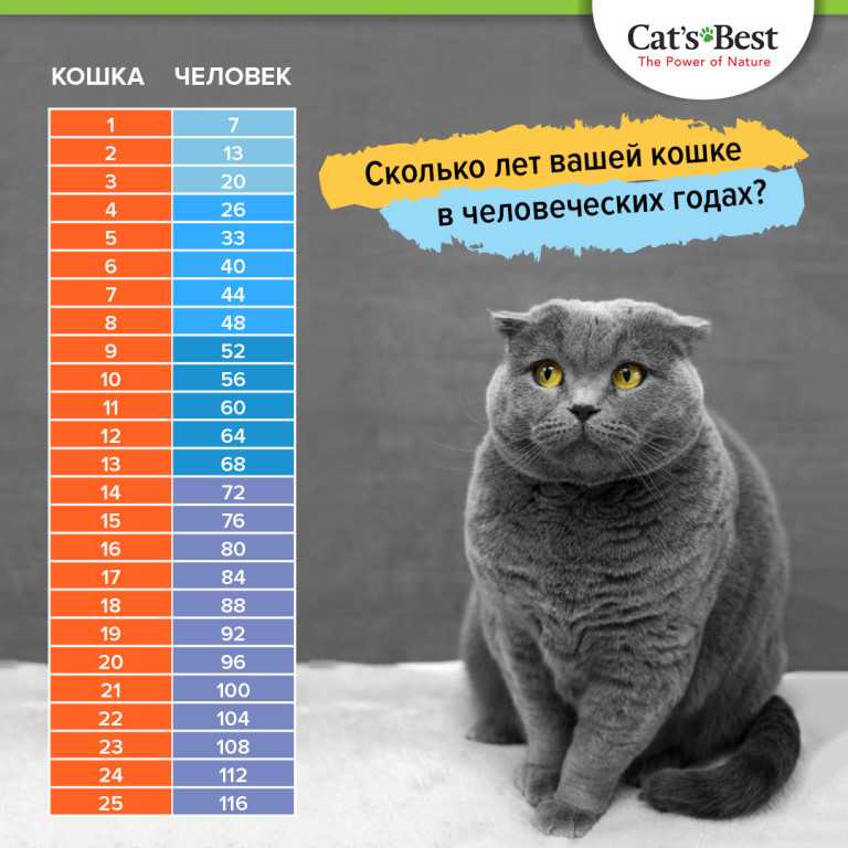Сколько живут кошки? средняя продолжительность жизни котов в домашних условиях. сколько лет кошке по человеческим меркам?
