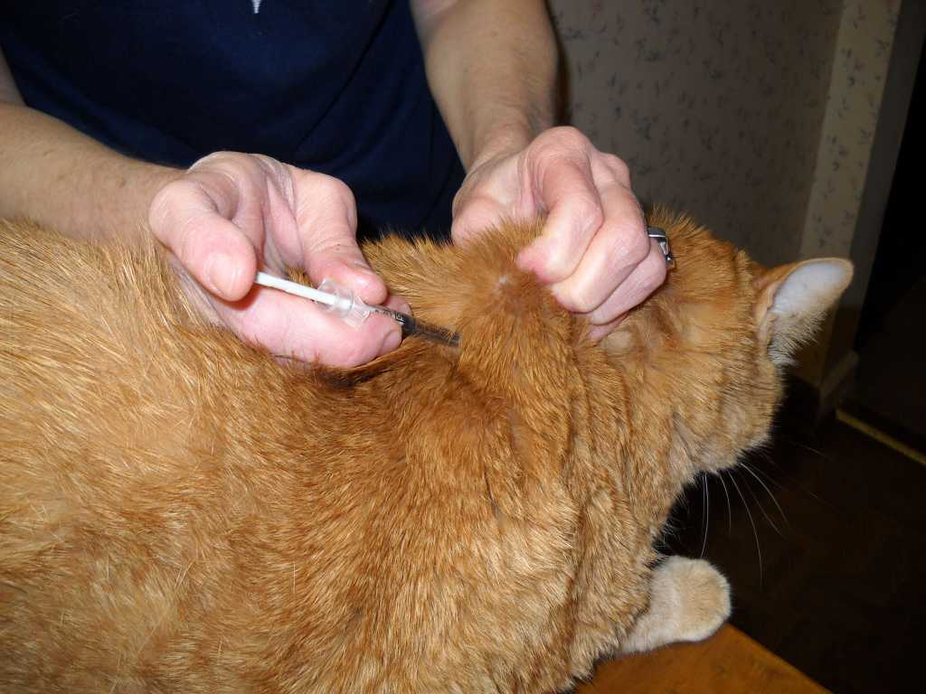 Фиксация кошки для проведения осмотра или лечебных процедур
