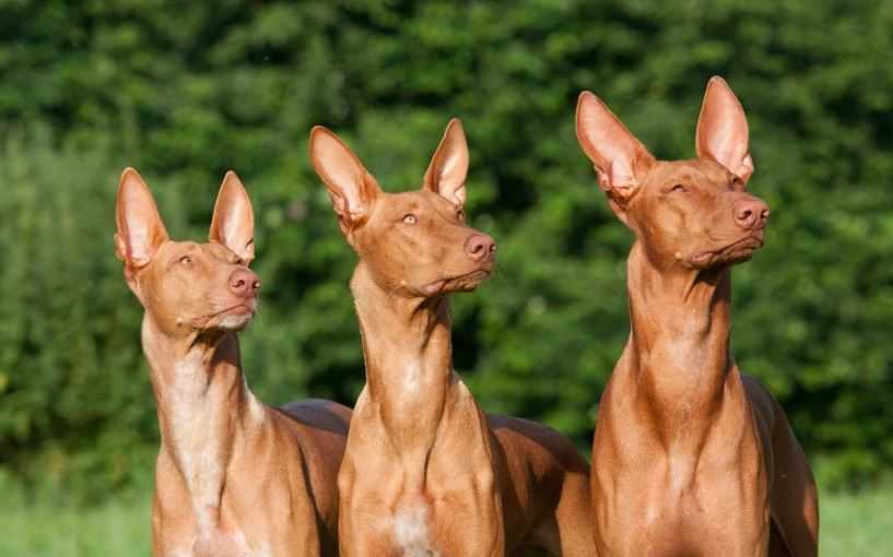Фараонова собака: все о породе и содержании дома, фото, цена щенка, интересные факты, правила содержания и ухода