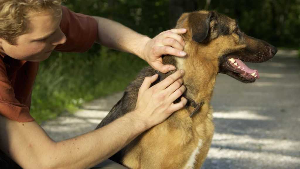 5 лучших способов, чем защитить (обработать) собаку от клещей