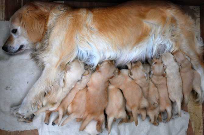 Беременность у собаки: длительность, распознавание, этапы по неделям