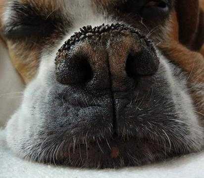 У собаки сухой нос: когда следует беспокоиться