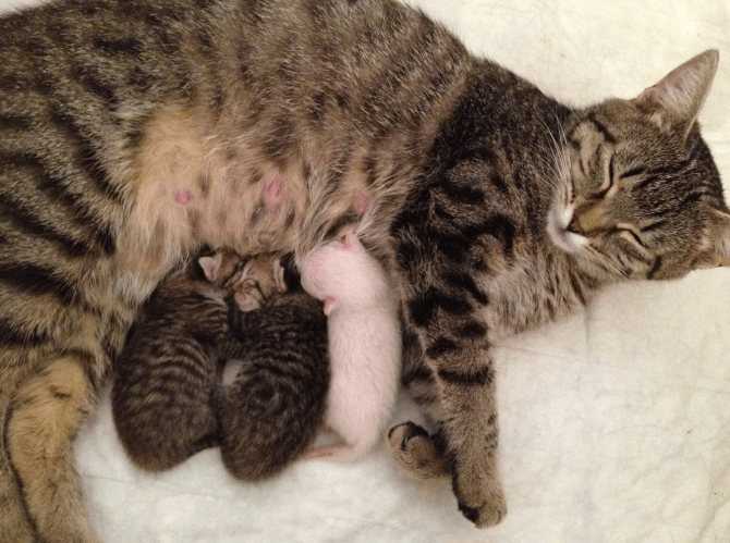 Сколько котят рожает кошка в первый раз | первые роды