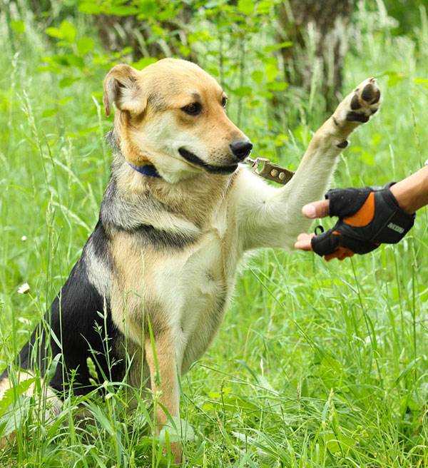 Как научить собаку давать лапу: учим команду "дай лапу", программа от кинолога