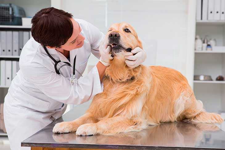 Бактериальные инфекции у собак и кошек - симптомы и лечение в москве. ветеринарная клиника "зоостатус"