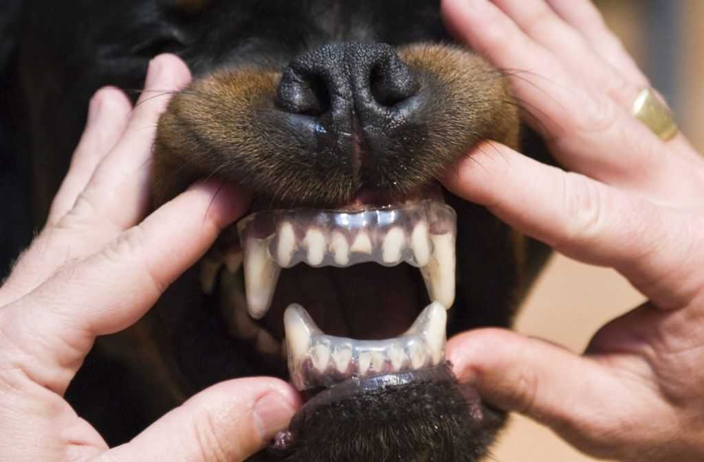 Молочные зубы у собак: появление, количество, смена и удаление