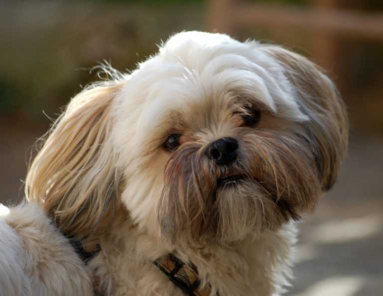 Лхаса апсо (лхасский апсо): фото породы собак, описание характера