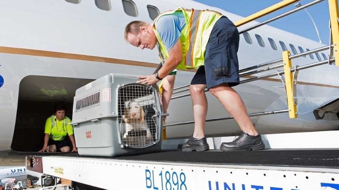 Перевозка кошки в самолете по россии и за границу