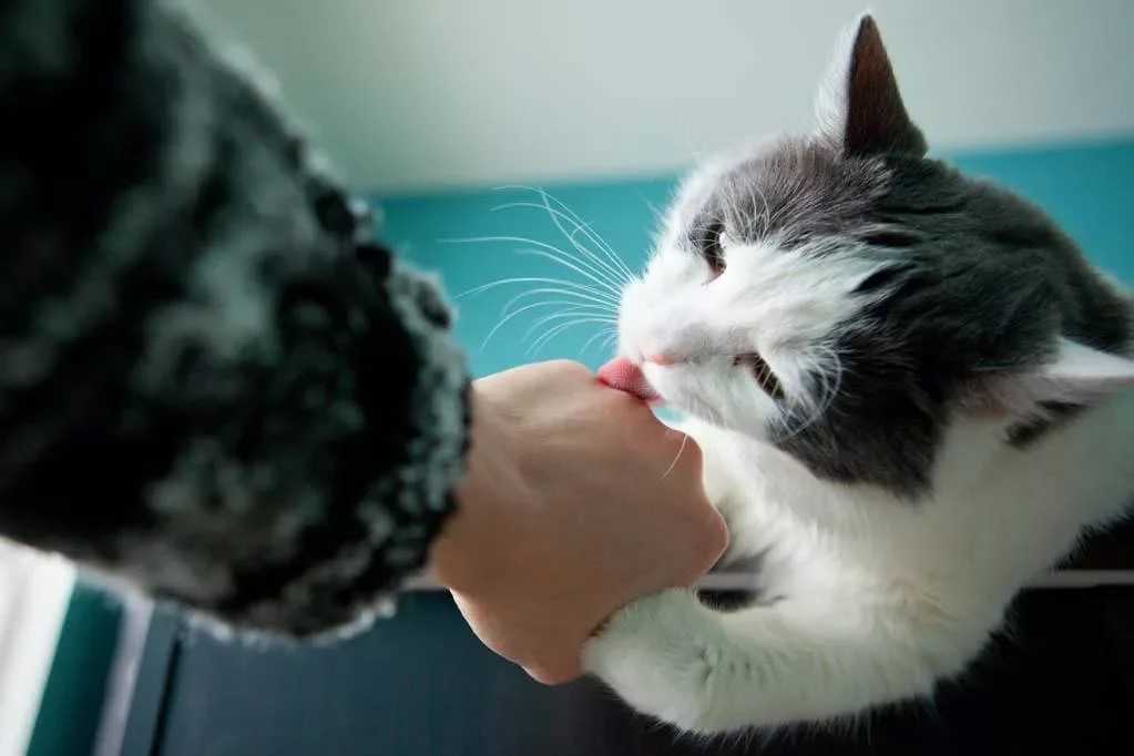 4 причины, почему кошка лижет человека - что делать
