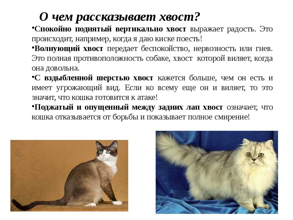 Кот трясет хвостом но не метит. почему коты виляют хвостом: как определить настроение питомца? почему кошка дергает хвостом как кот как будто метит или блохи