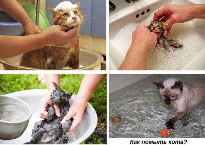 Узнаем можно ли мыть кошку человеческим шампунем: обычным или детским?