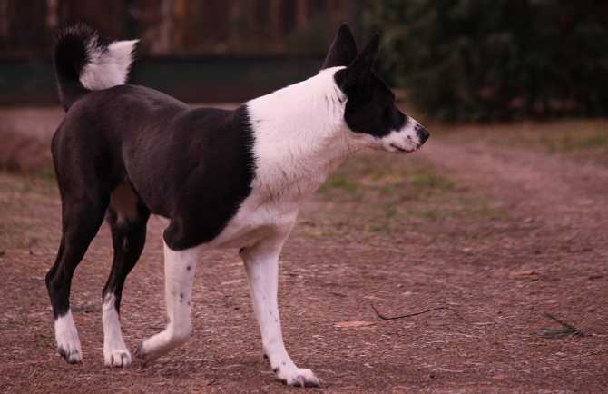 Ханаанская собака (27 фото): описание породы, белый и другие окрасы, содержание и уход